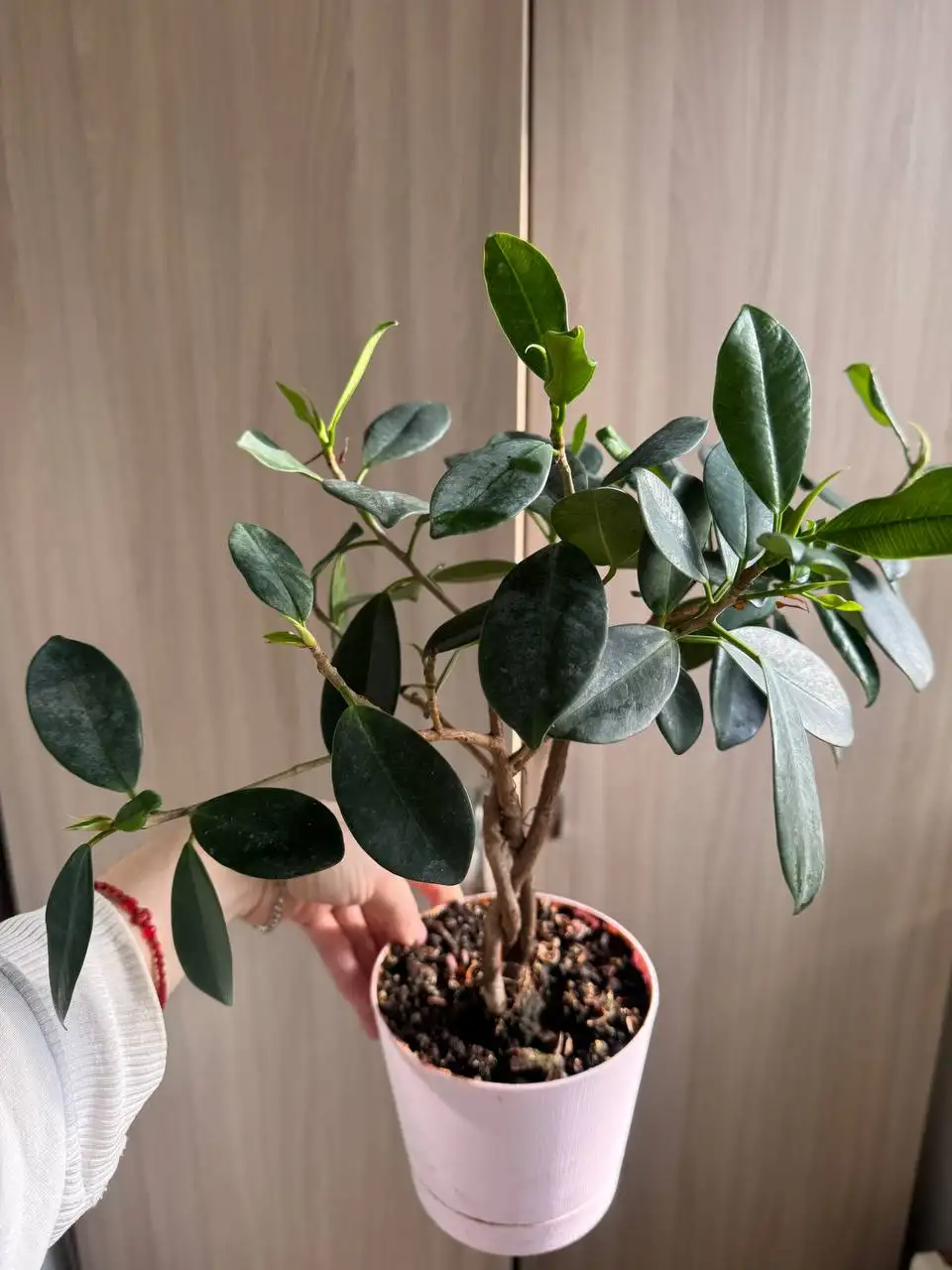 Продажа комнатных растений - Комнатные растения (Хобби и отдых) в Подольск