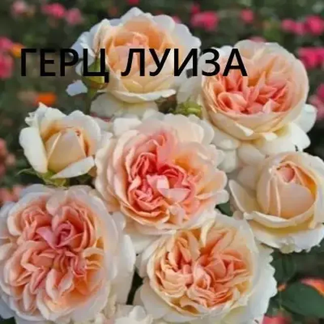 Открытие питомника растений в Подольске - Сад и огород в Подольск