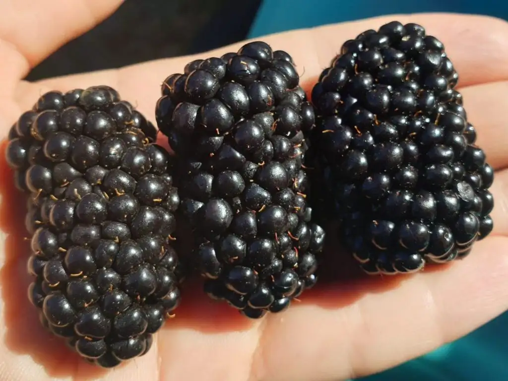 Открытие питомника растений в Подольске - Растения (Для дома и дачи) в Подольск