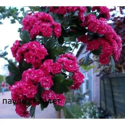 Открытие питомника растений в Подольске - Растения (Для дома и дачи) в Подольск