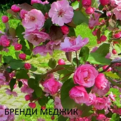 Открытие питомника растений в Подольске - Растения (Для дома и дачи) в Подольск