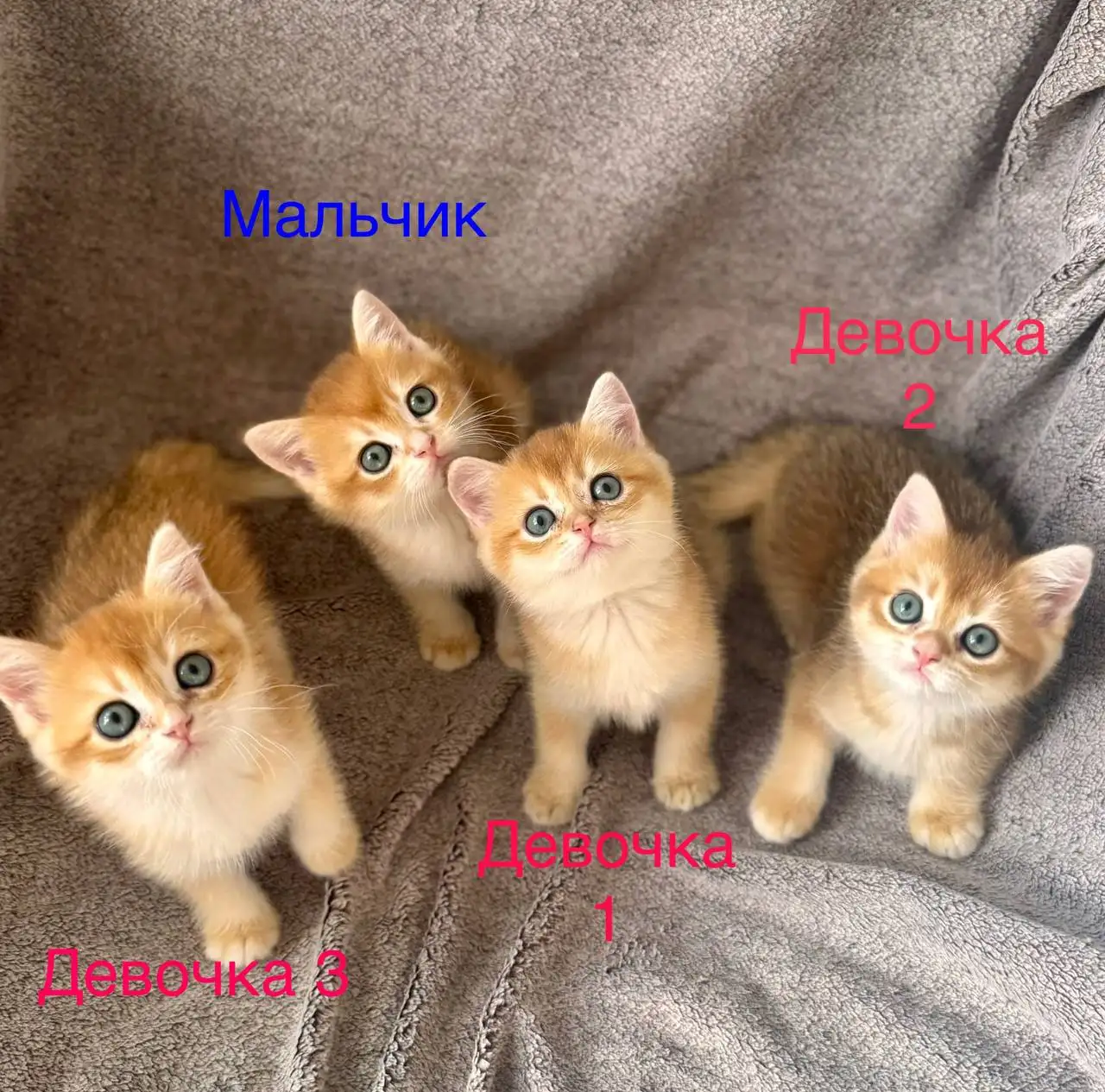 Продажа котят шотландской породы - Кошки (Животные) в Подольск