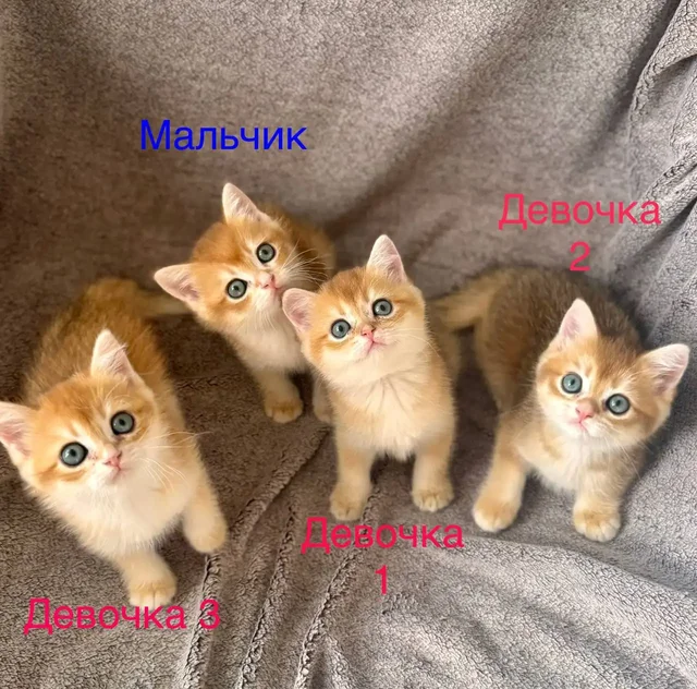 Продажа котят шотландской породы - частное объявление в Подольск