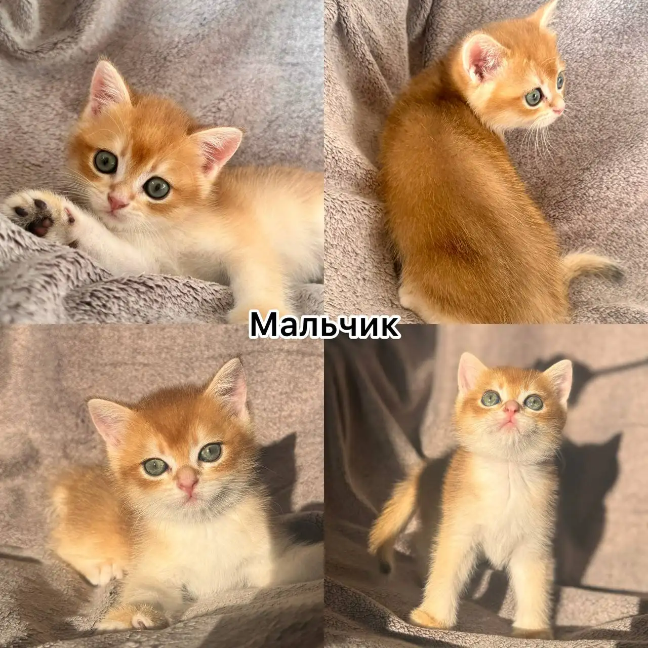 Продажа котят шотландской породы - Кошки (Животные) в Подольск