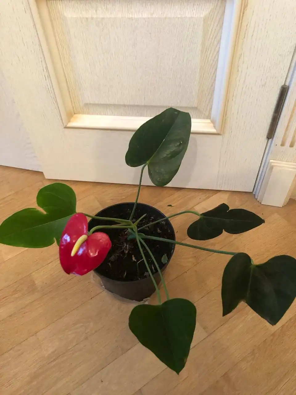 Продажа антуриума