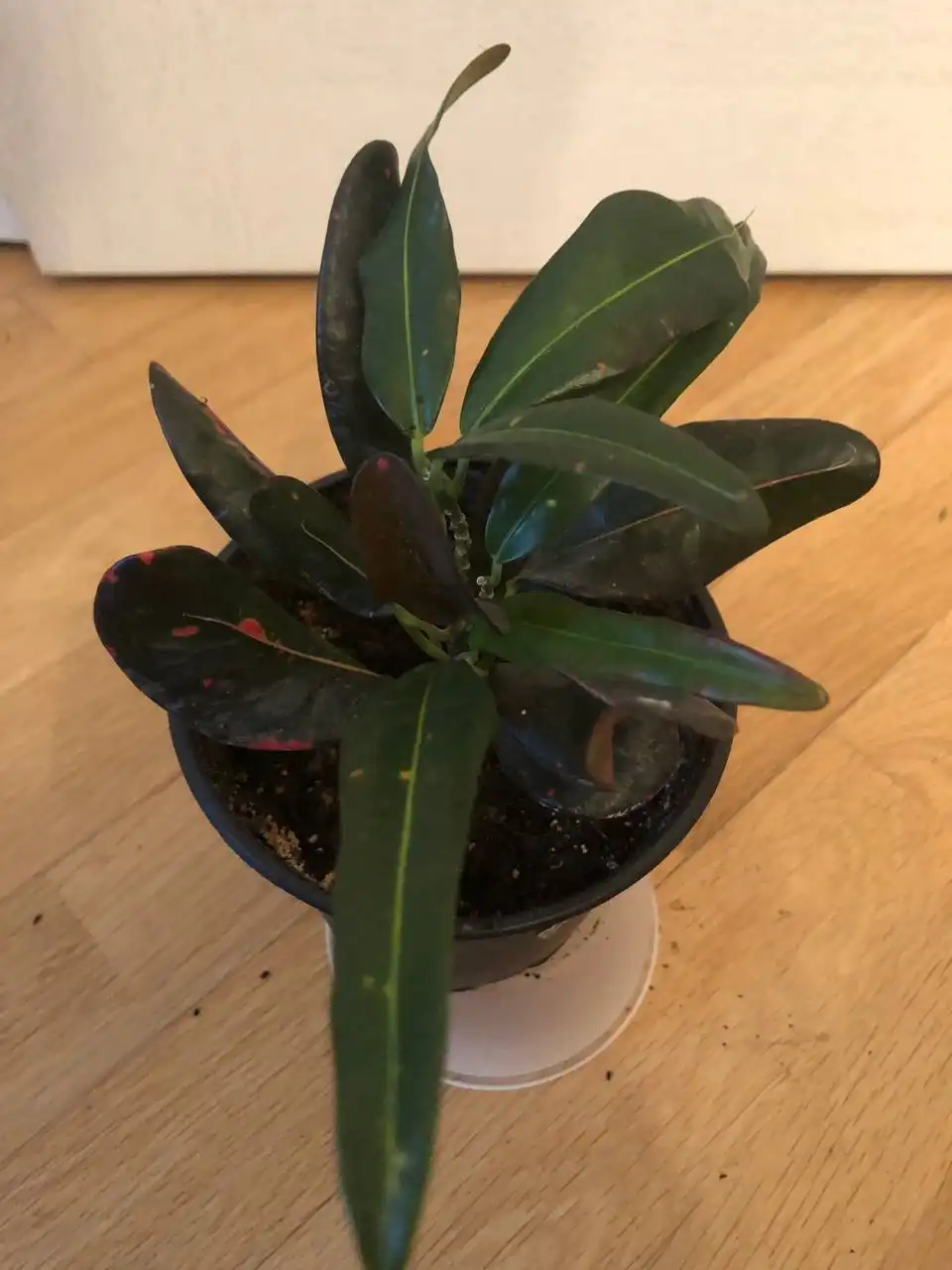 Продажа комнатных растений кротон