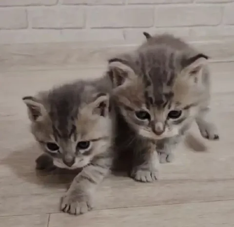 Котята ищут дом - Животные в Химки