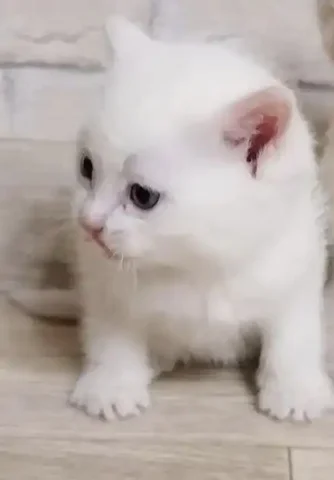 Ищет дом срочно девочка кошка - Животные в Химки