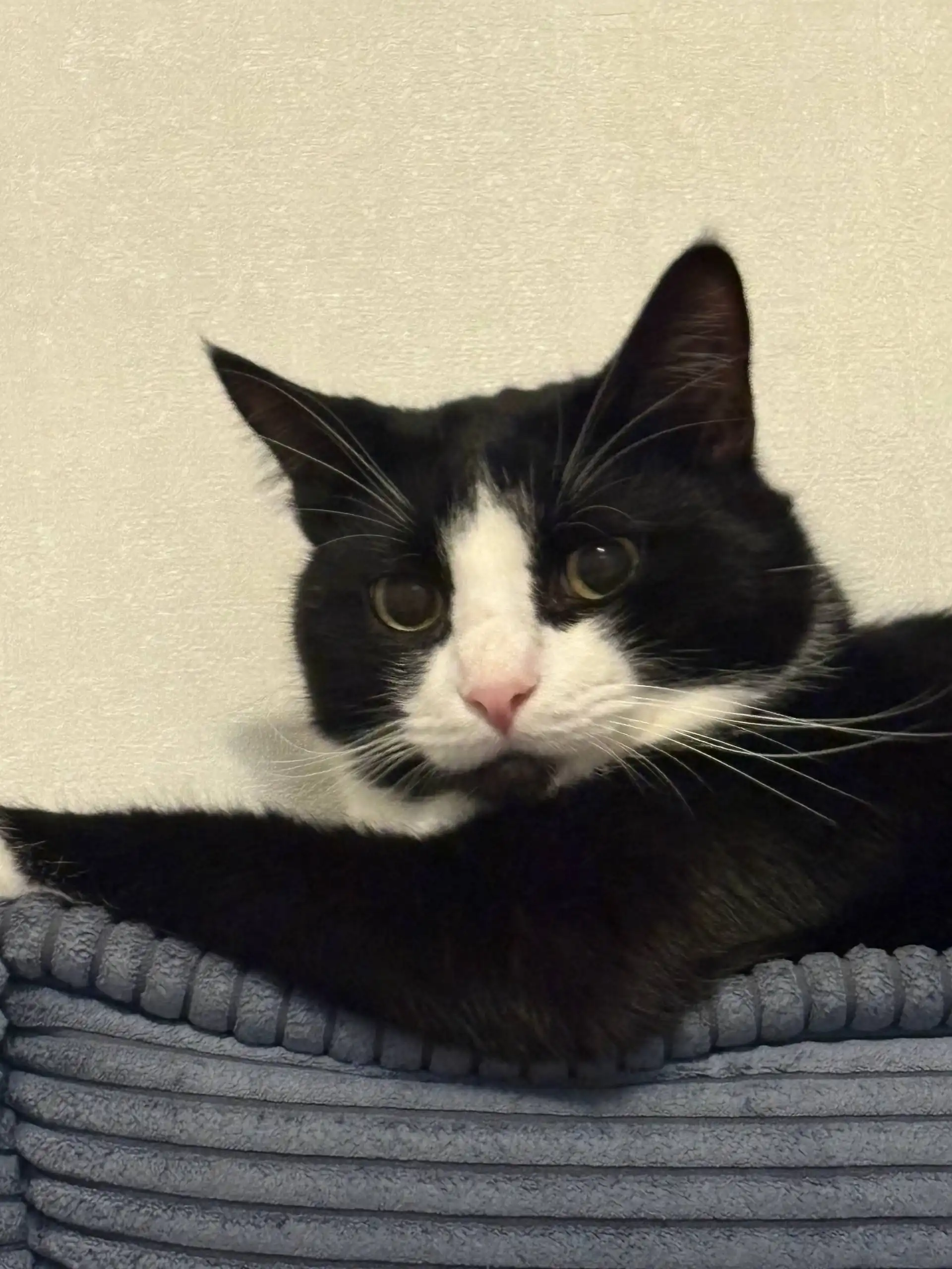 Щенок для приюта