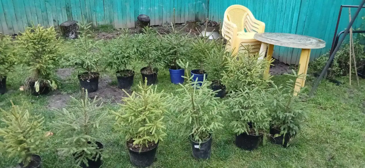 Продажа новогодних ёлок разных размеров