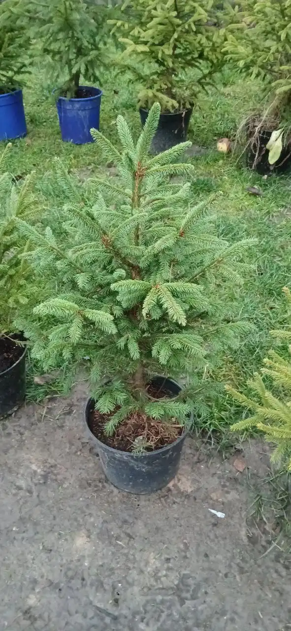 Продажа новогодних ёлок разных размеров