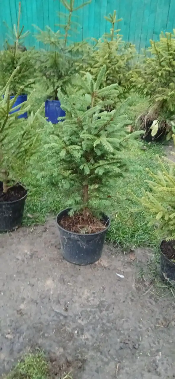 Продажа новогодних ёлок разных размеров