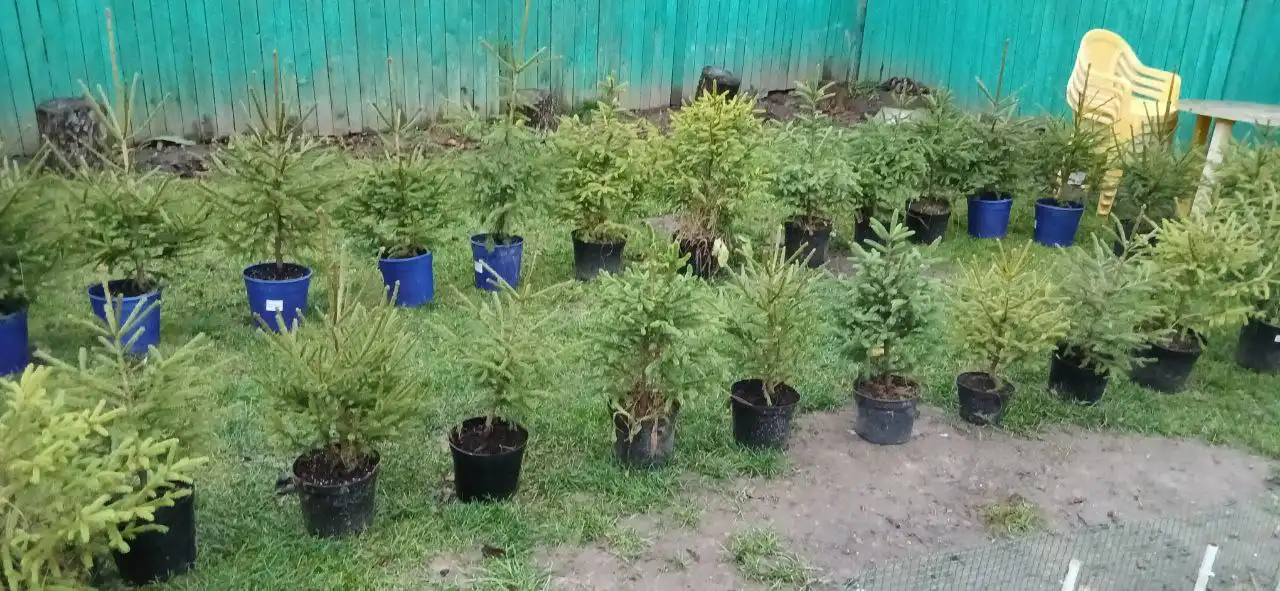 Продажа новогодних ёлок разных размеров