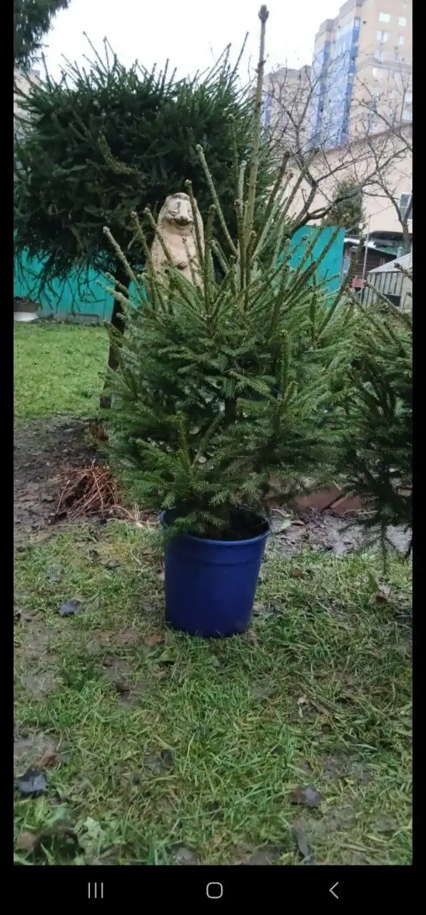 Продажа новогодних ёлок разных размеров