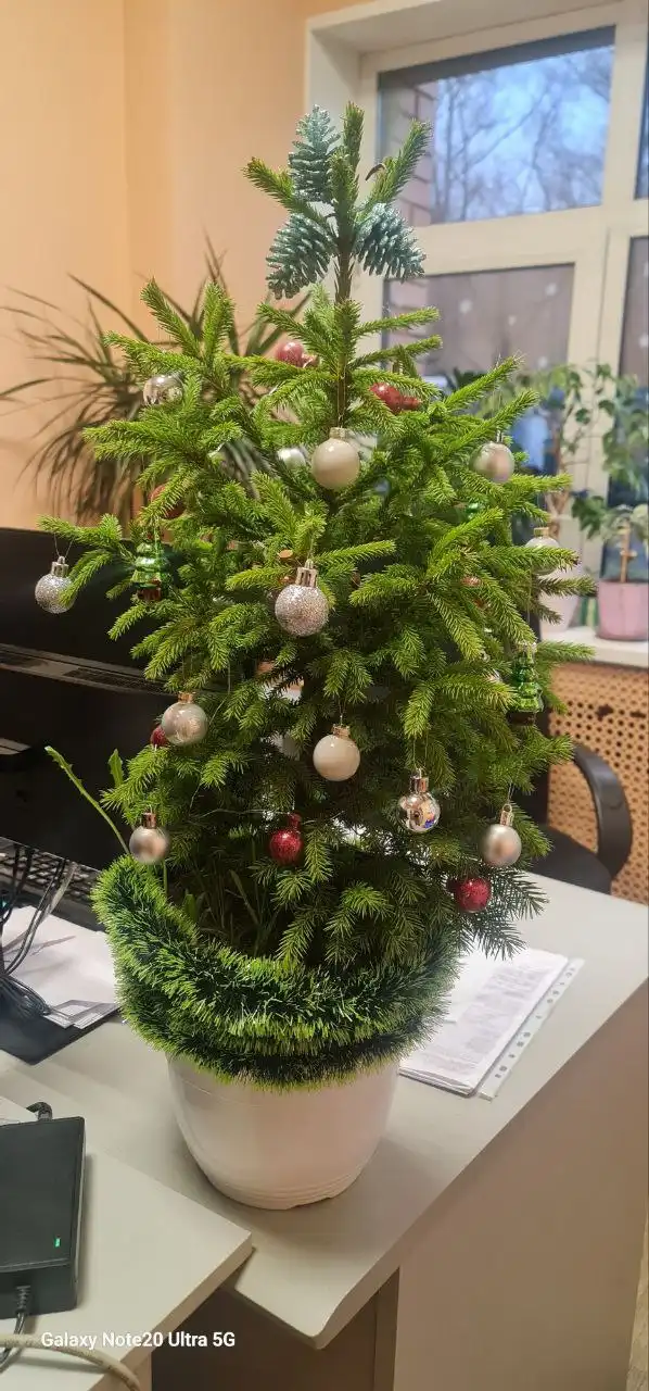 Продажа новогодних ёлок разных размеров