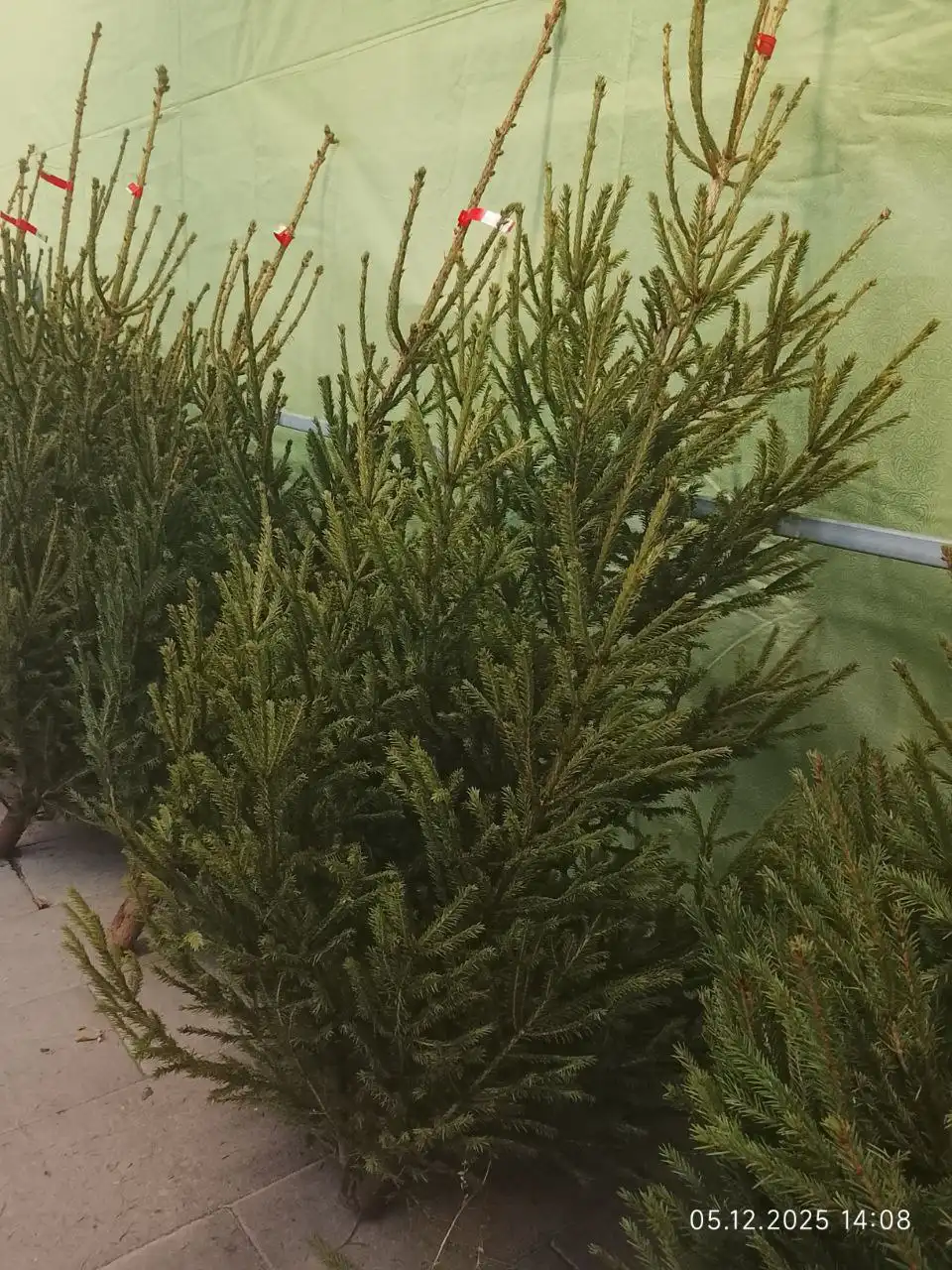 Продажа ёлок к Новому году