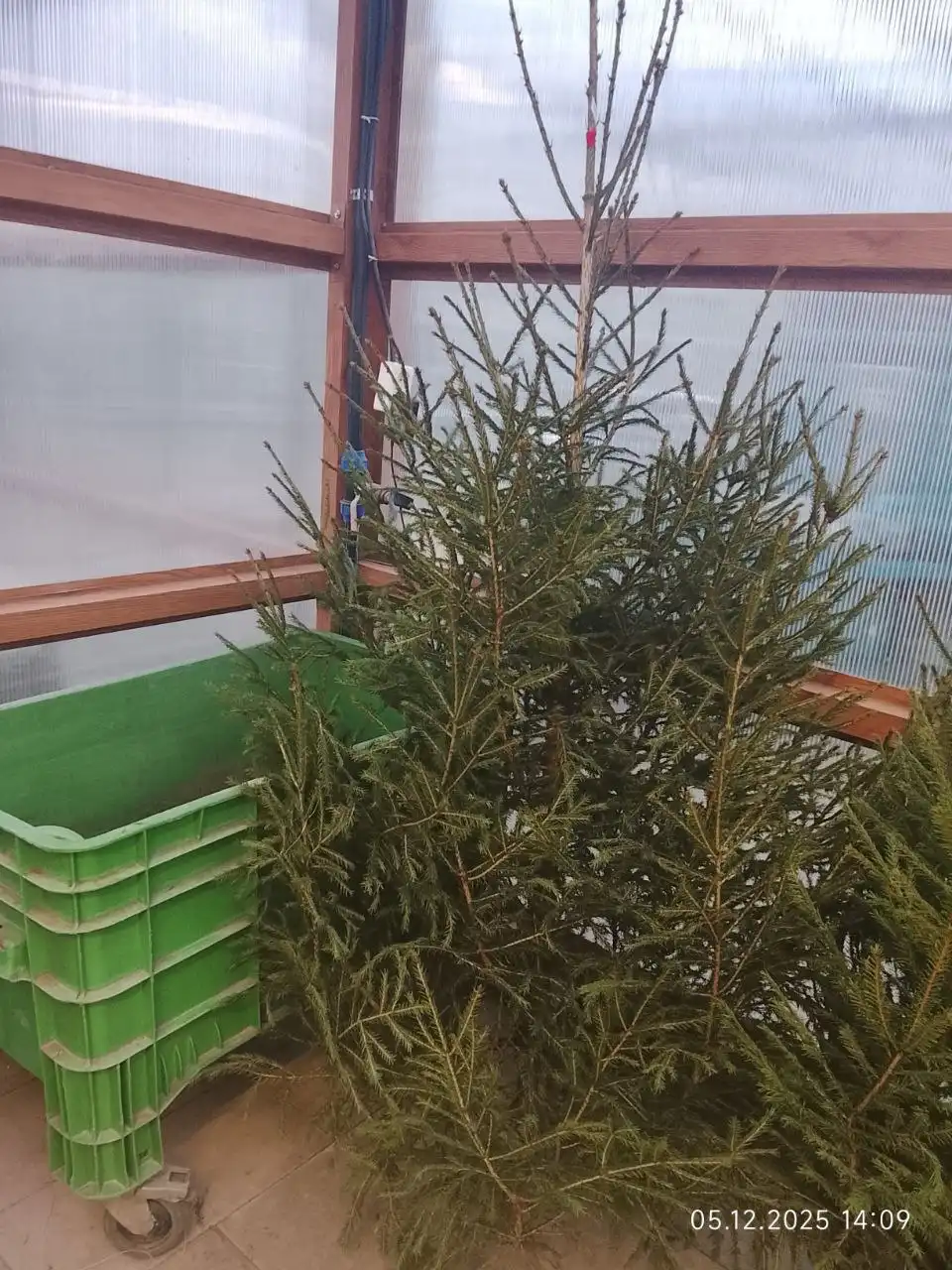 Продажа ёлок к Новому году