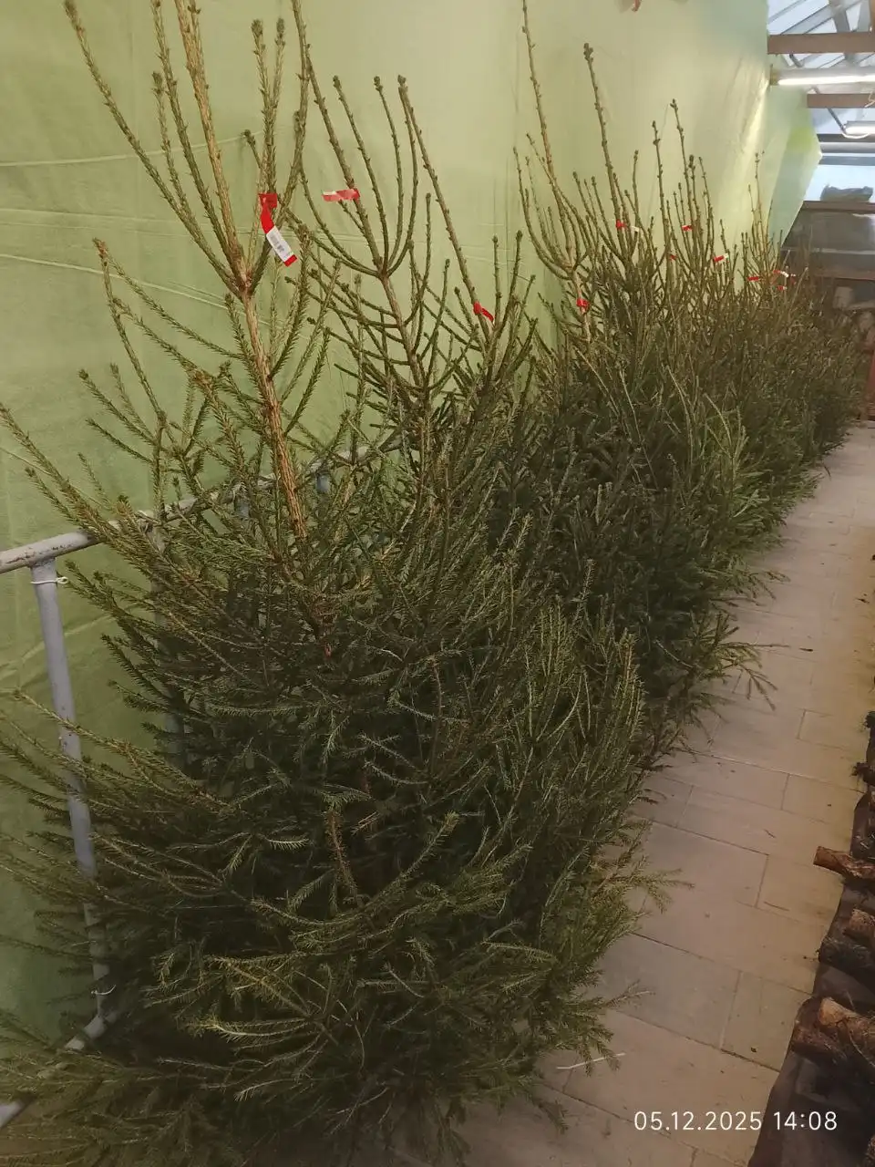 Продажа ёлок к Новому году