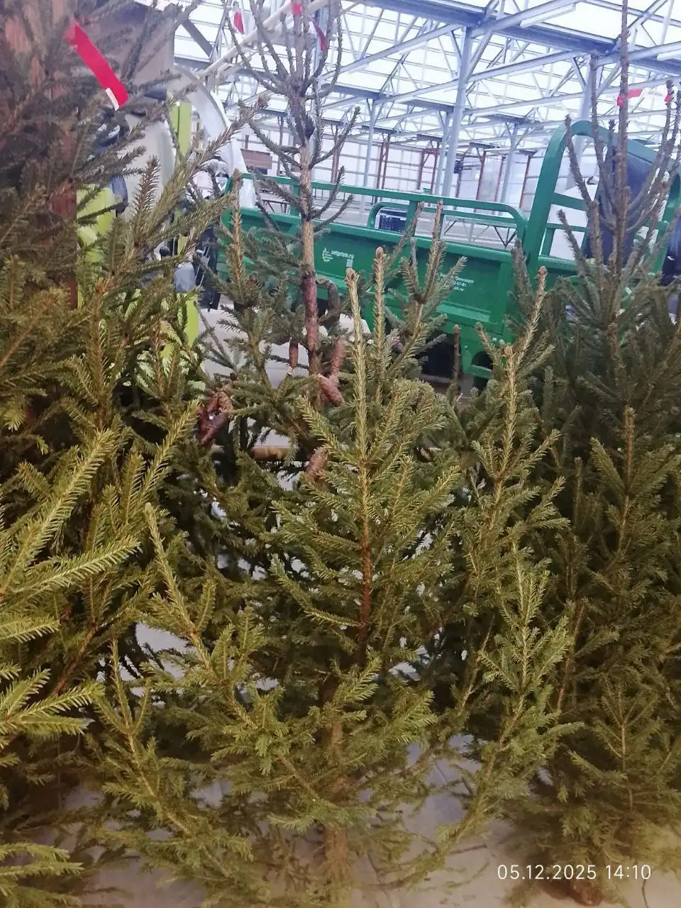 Продажа ёлок к Новому году