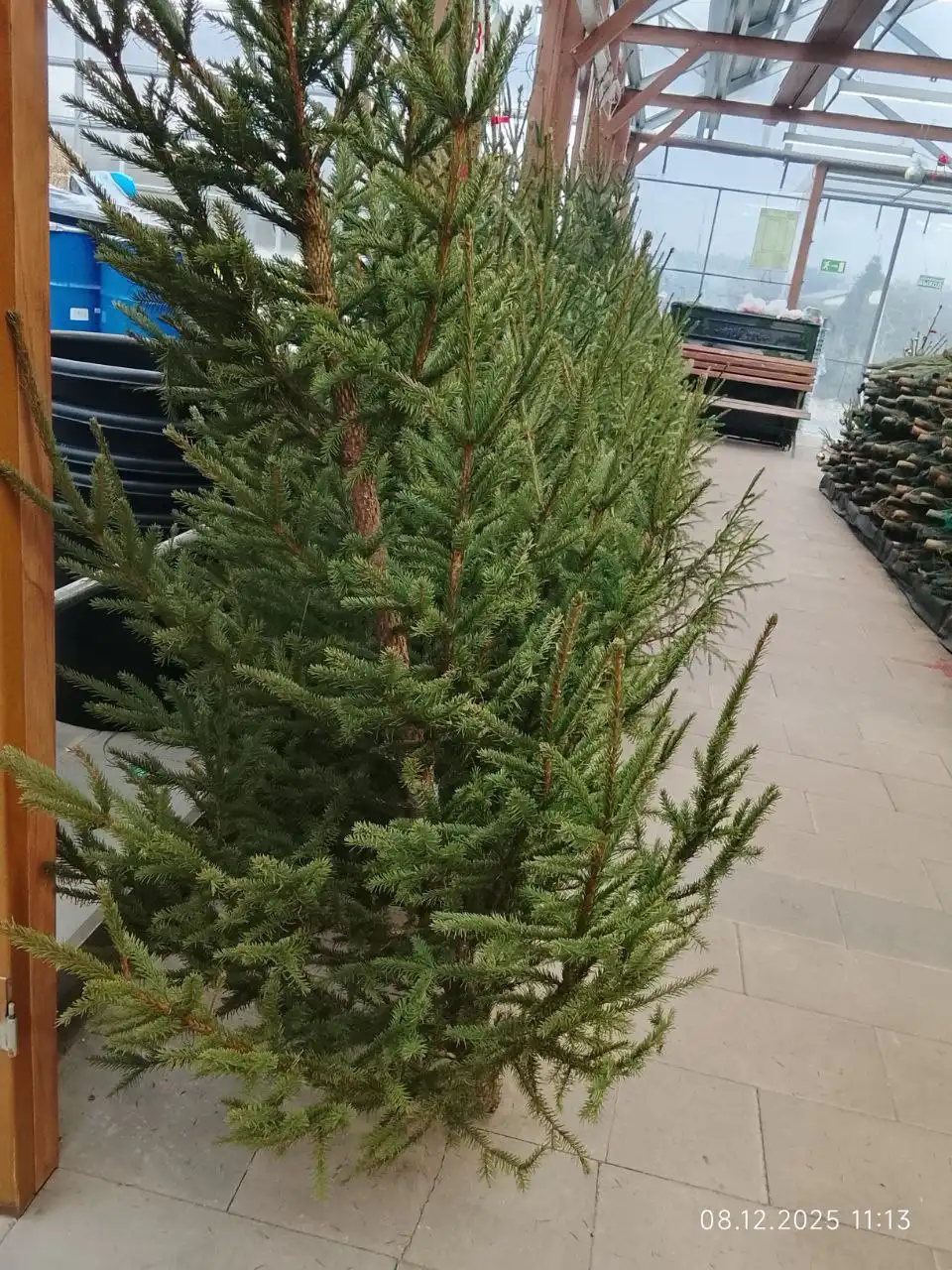 Продажа ёлок к Новому году