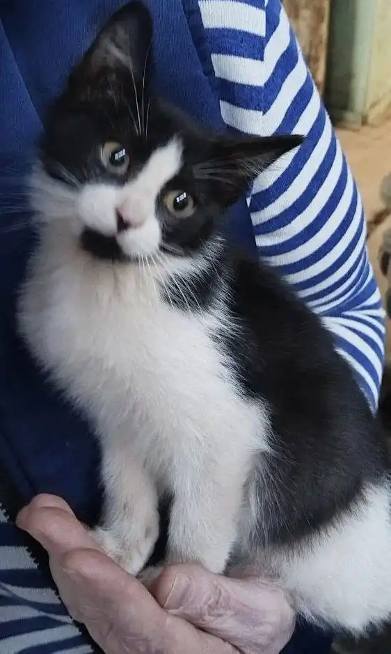 Малыш котенок с рисунком на морде