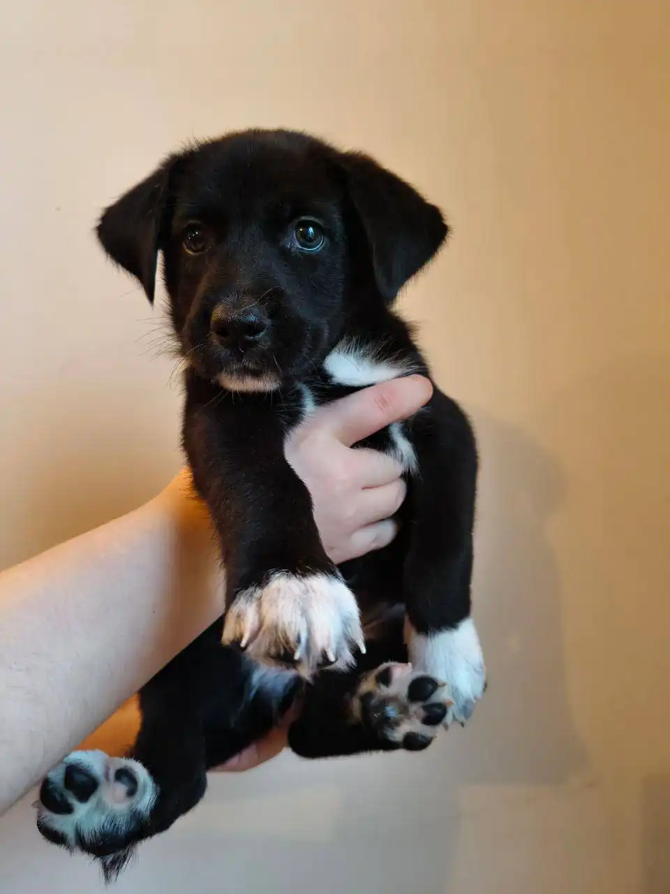 Щенок в добрые руки