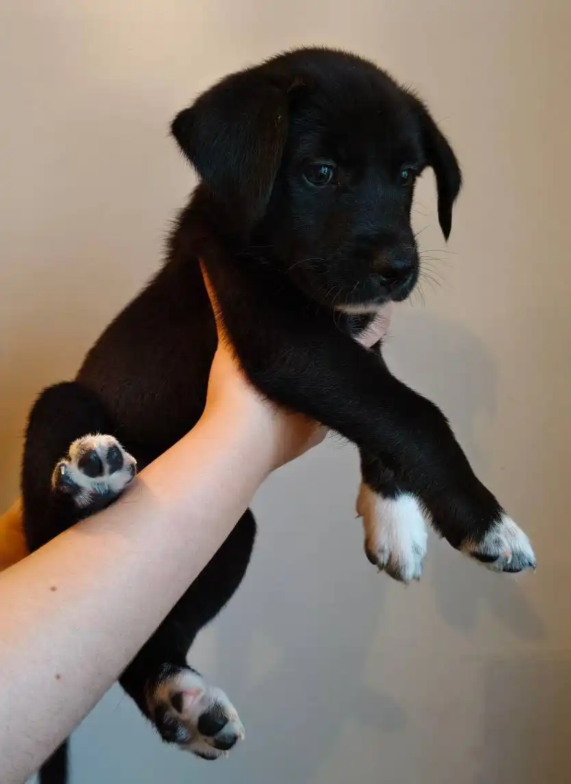 Щенок в добрые руки