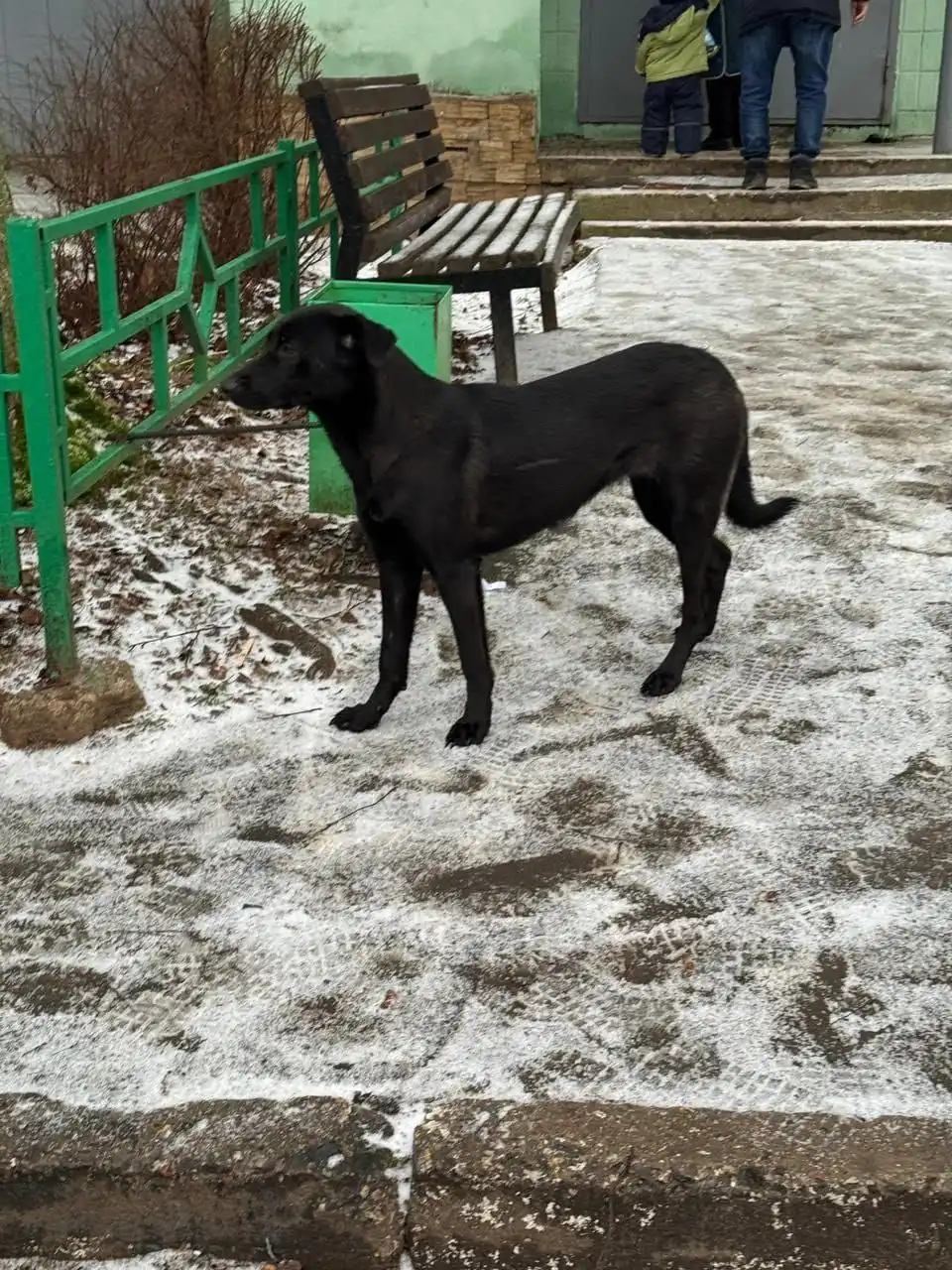 Срочно нужен дом для собаки в Москве и области