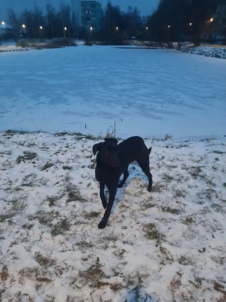 Срочно нужен дом для собаки в Москве и области