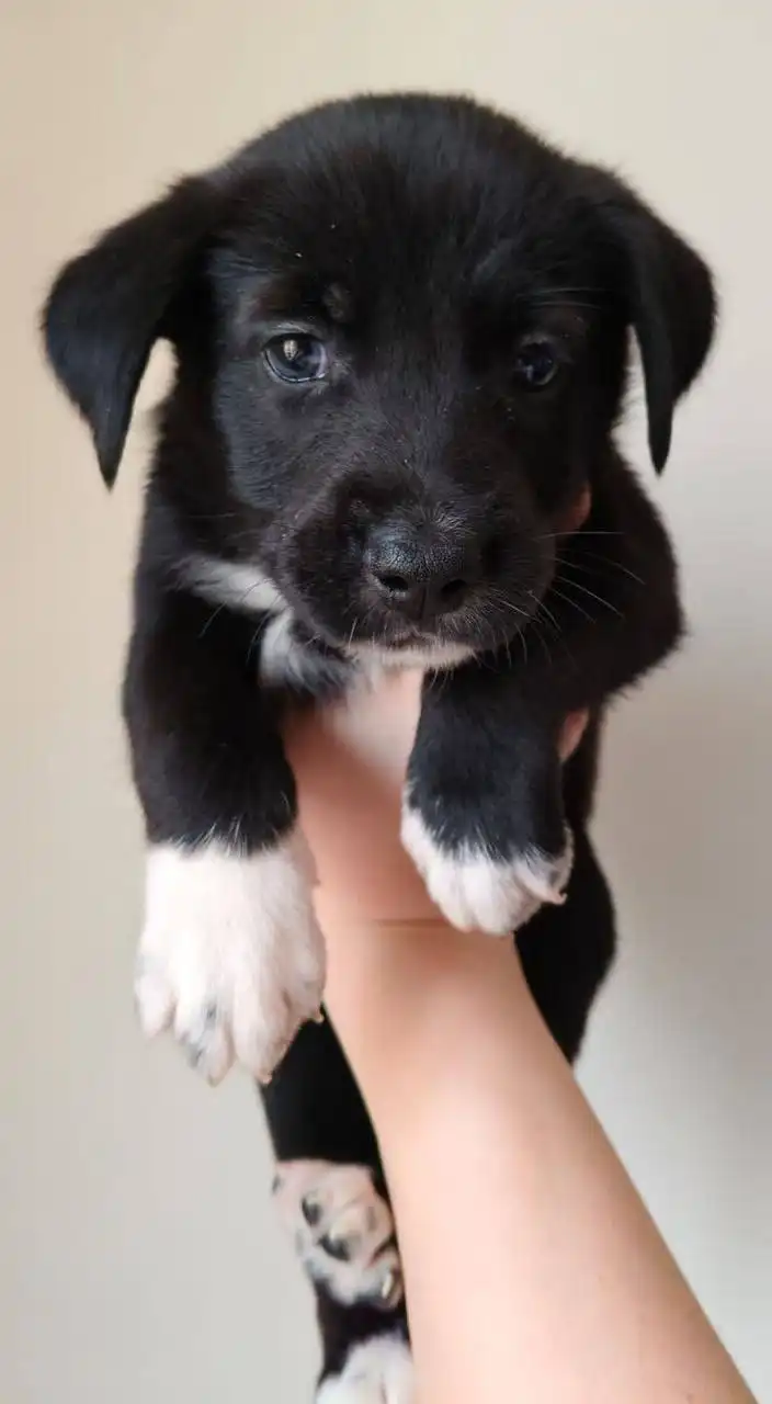 Щенок в добрые руки