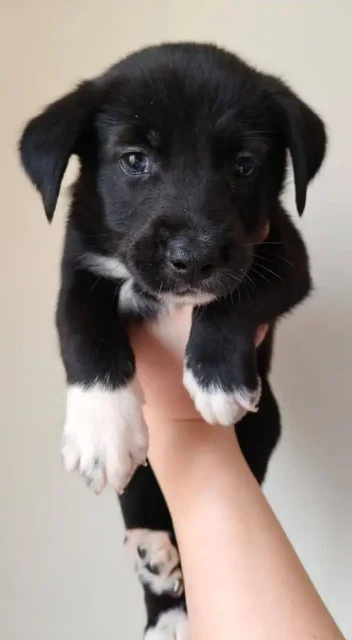 Щенок в добрые руки - частное объявление в Химки