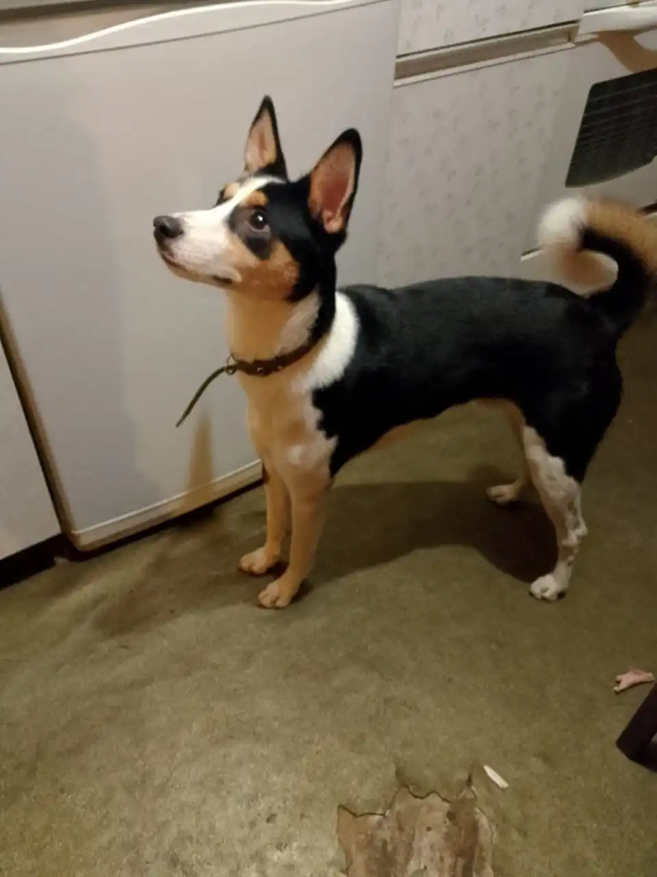 Щенок бассенджи ищет дом