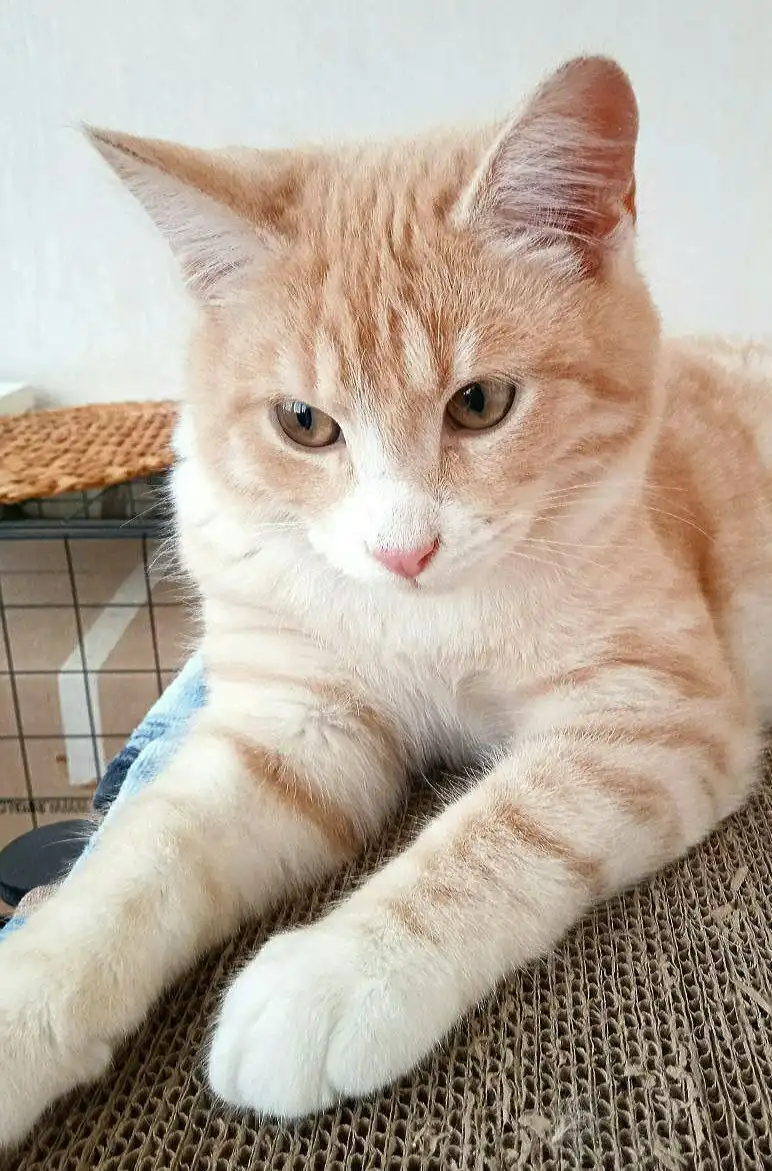 Котенок Лёнечка 6 месяцев