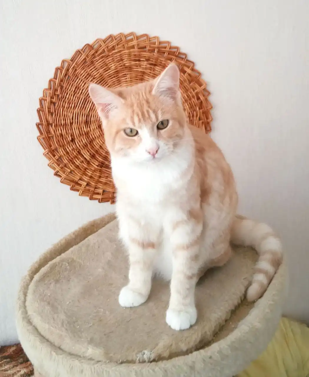 Котенок Лёнечка 6 месяцев