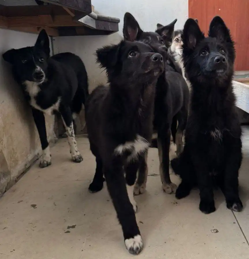 Помощь с выгулом собак и уборкой для Людмилы