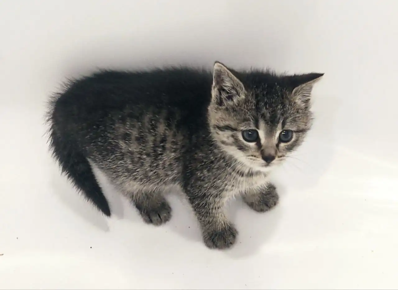 Котенок 2 месяца ищет дом - Кошки (Животные) в Химки