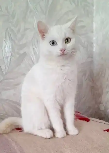 Спасенная девочка-кошка снежного окраса с разными глазками - Кошки (Животные) в Химки