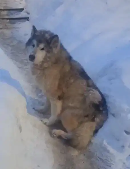 Найдена брошенная собака породы хаски в Химках - Собаки (Животные) в Химки