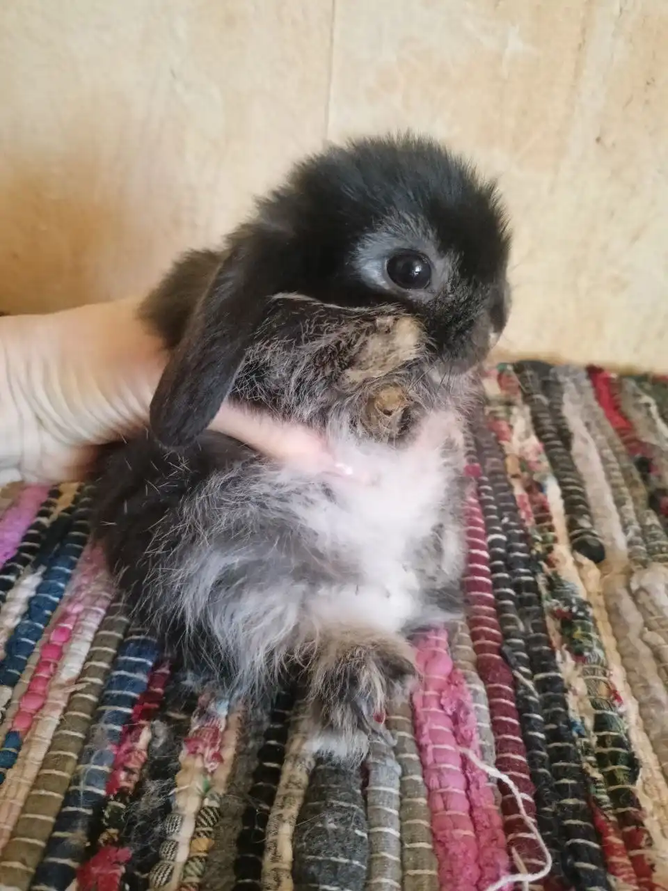 Продажа крольчат породы минилоп - Кролики (Животные) в Химки