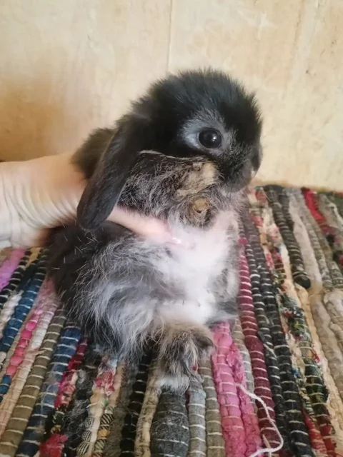 Продажа крольчат породы минилоп - Животные в Химки