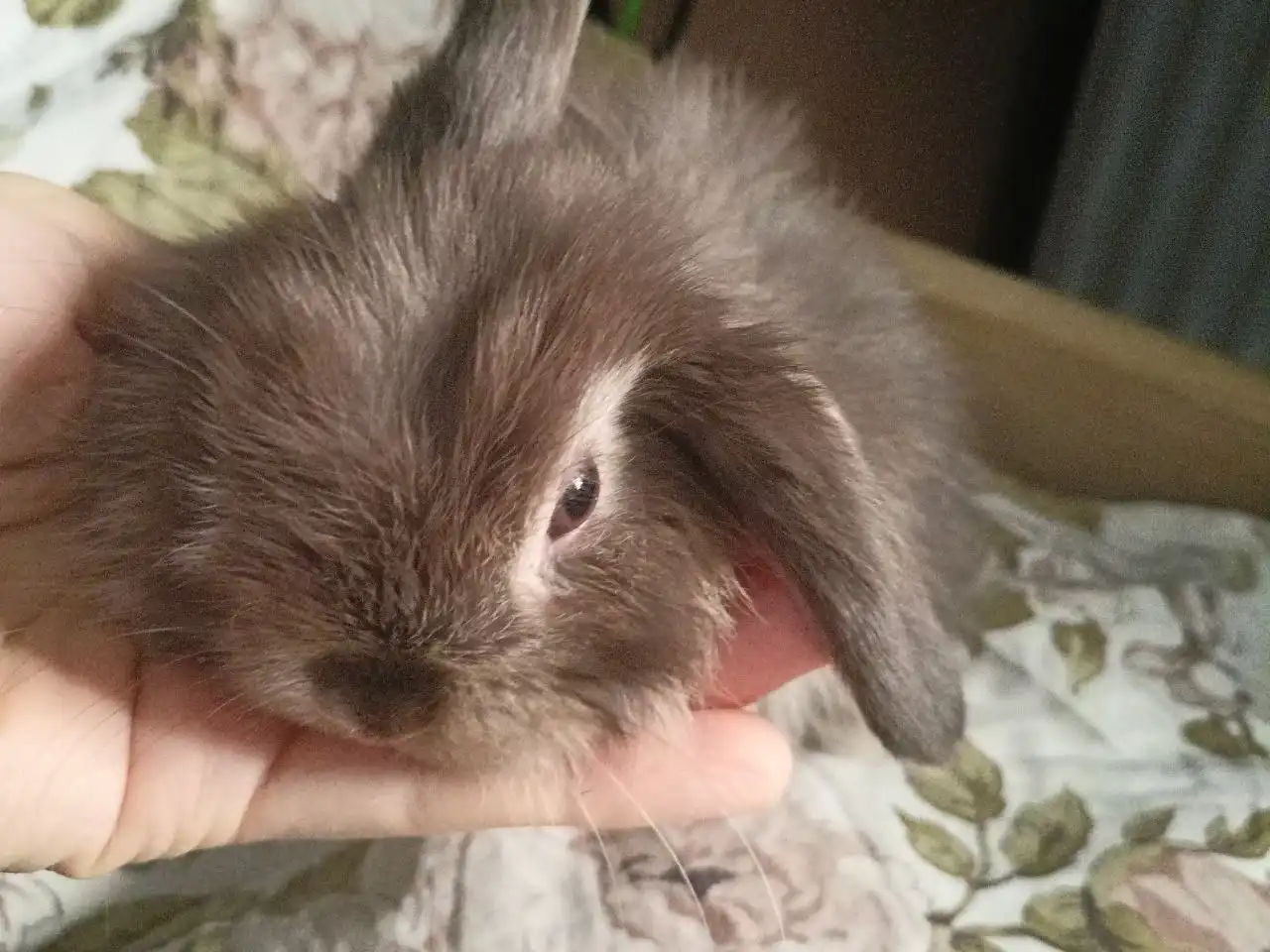 Продажа крольчат породы минилоп - Кролики (Животные) в Химки