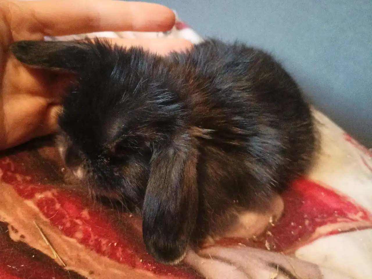 Продажа крольчат породы минилоп - Кролики (Животные) в Химки