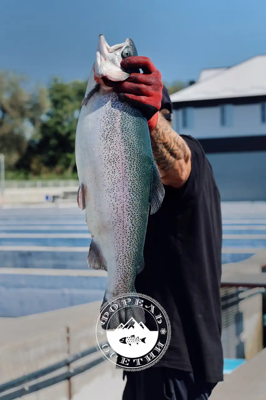 Продажа охлажденной рыбы и морепродуктов - Барахолка в Химки