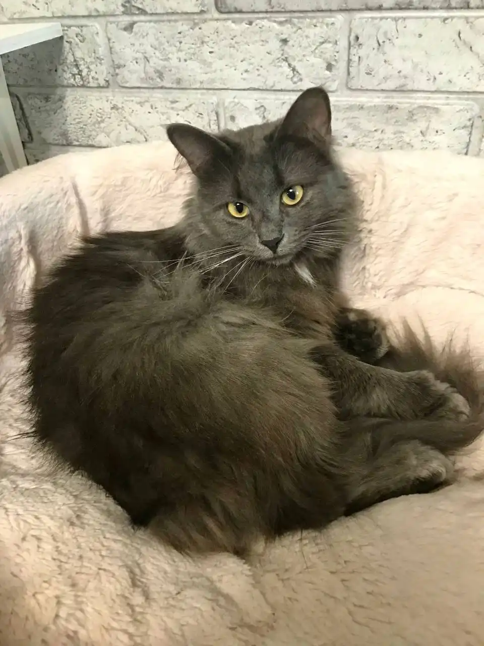 Ищет дом кошка Мушка русской голубой породы - Кошки (Животные) в Москва