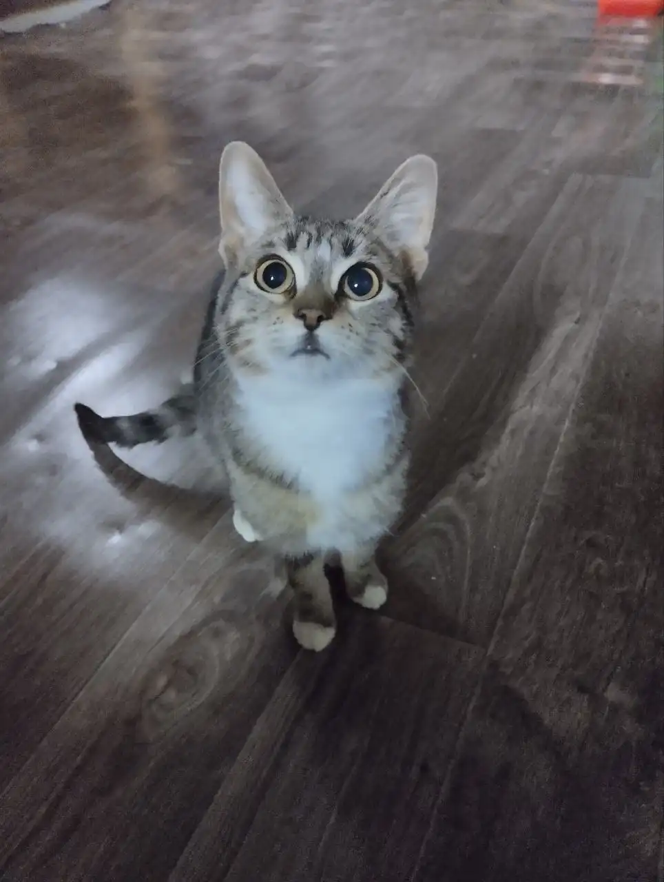 Ищет дом очаровательная кошечка и котик - Кошки (Животные) в Зеленоград