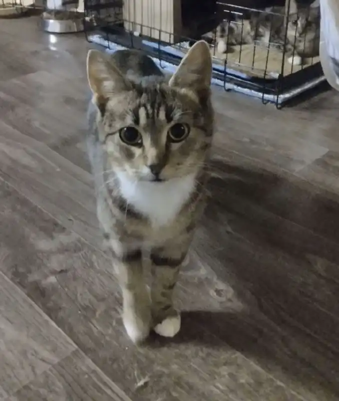 Ищет дом очаровательная кошечка и котик - Кошки (Животные) в Зеленоград