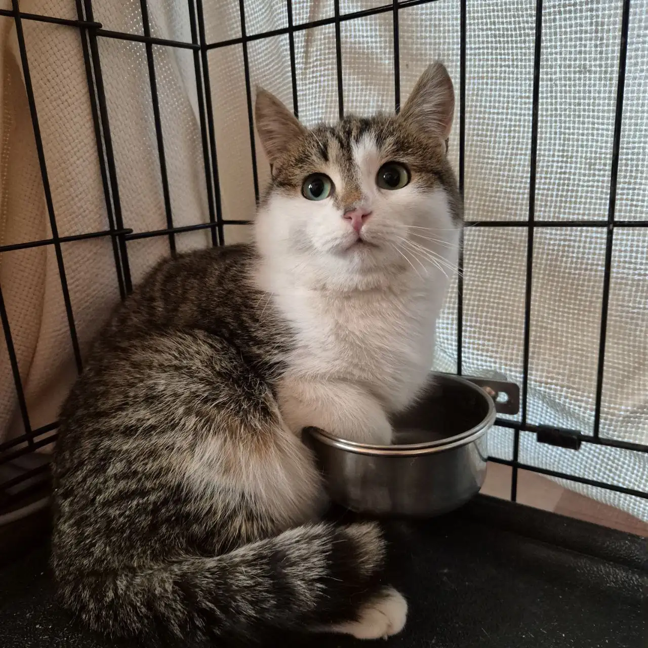 Кот Велес ищет дом - Кошки (Животные) в Химки