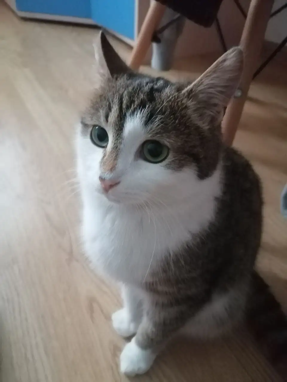 Кот Велес ищет дом - Кошки (Животные) в Химки