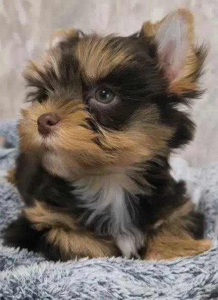 Щенки йоркширского терьера (породная группа цветные йорки) - Собаки (Животные) в Москва