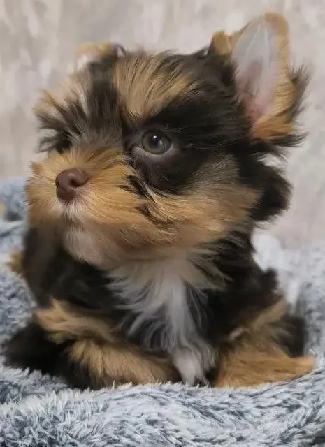 Щенки йоркширского терьера (породная группа цветные йорки) - Аксессуары для животных в Москва